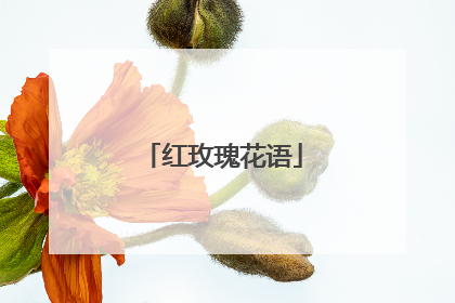 红玫瑰花语