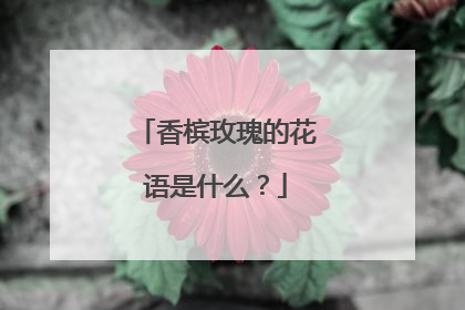 香槟玫瑰的花语是什么？